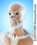 ה, שרירים פרצופיים