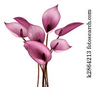 Calla flower Calla flower