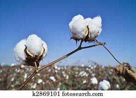 Cotton field Cotton field