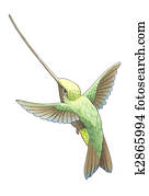 hummingbird 6 hummingbird 6