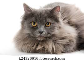 Little Persian kitten