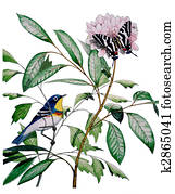 Northern Parula Zebra Swallowtail Northern Parula Zebra Swallowtail