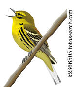 Prairie Warbler Prairie Warbler