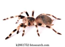Spider isolated on white background. Spider isolated on white background.