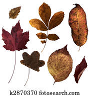 Fall Leaves
