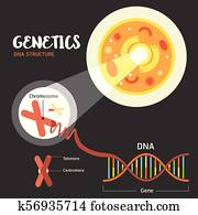 Genetics DNA structure Genetics DNA structure