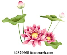 lotus flower and leaves lotus flower and leaves