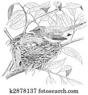 Mac Gillivrays Warbler Mac Gillivrays Warbler