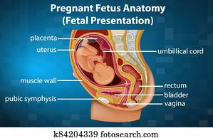 Pregnant fetus anatomy diagram Pregnant fetus anatomy diagram