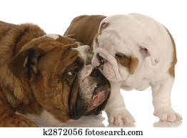 puppy love - english bulldog mother nurturing seven week old puppy
