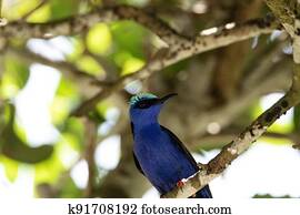 Red legged honeycreeper Cyanerpes cyaneus