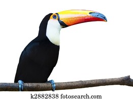 Beautiful Toucan on White Background.