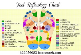 Foot reflexology chart