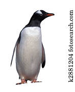 Isolated gentoo penguin with clipping path