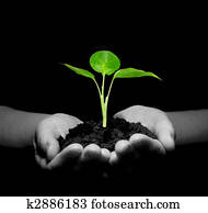  plant in hands