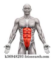 Rectus Abdominis - Abdominal Muscles - Anatomy Muscles isolated on white - 3D illustration