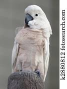 Salmon-crested Cockatoo