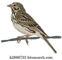 Vesper Sparrow Vesper Sparrow