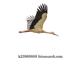 White stork in flight