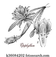 Epiphyllum, botanical vintage engraving Epiphyllum, botanical vintage engraving