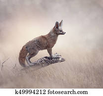 Fennec Fox on a tree Fennec Fox on a tree