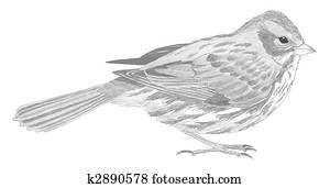 Fox Sparrow Red Fox Sparrow Red