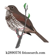 Fox Sparrow Sooty Fox Sparrow Sooty