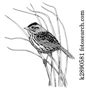 Henslows Sparrow Henslows Sparrow