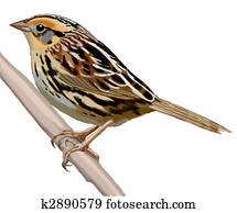 LeContes Sparrow LeContes Sparrow