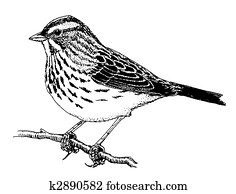 Savannah Sparrow Savannah Sparrow