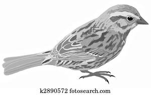 Song Sparrow Song Sparrow