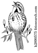 Song Sparrow Song Sparrow
