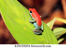 Strawberry Poison-dart Frog