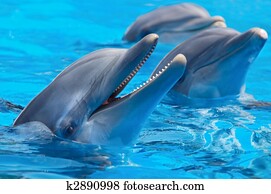 שמח, דולפינים