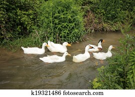 duck duck