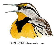 Eastern Meadowlark Eastern Meadowlark
