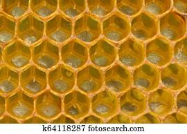 Eggs in honeycombs