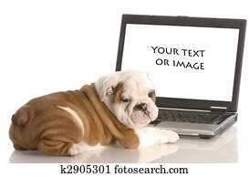 english bulldog puppy working on computer - add your own text or image english bulldog puppy working on computer - add your own text or image
