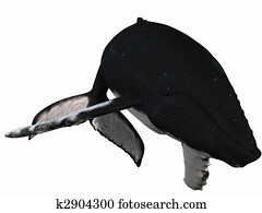 Humpback Whale Humpback Whale