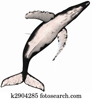 Humpback Whale Humpback Whale