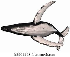 Humpback Whale Humpback Whale