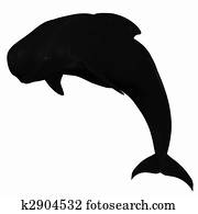 Pilot Whale Pilot Whale