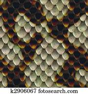 Snake Skin Snake Skin