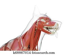 Canine Anatomy Stock Illustrations | Our Top 269 Canine Anatomy art