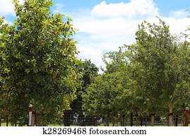 Trees at Nursery Trees at Nursery