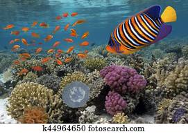 Coral reef underwater panorama with school of colorful tropical fish Coral reef underwater panorama with school of colorful tropical fish