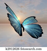 Morpho Butterfly Morpho Butterfly