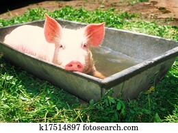 Pig Pig