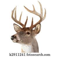 Whitetail Deer Head Looking Left Whitetail Deer Head Looking Left