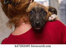 wohnungslos, hundebaby, von, a, unterstand wohnungslos, hundebaby, von, a, unterstand